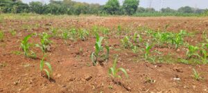 Dukung Ketahanan Pangan Nasional, Bhabinkamtibmas Jatimekar Kawal Penanaman Jagung Kuartal Ke-2