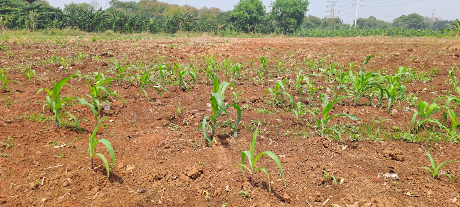 Dukung Ketahanan Pangan Nasional, Bhabinkamtibmas Jatimekar Kawal Penanaman Jagung Kuartal Ke-2